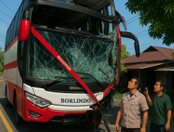 Hindari Minibus, Bus Borlindo Rute Makassar–Palu Hantam Pohon di Mamuju